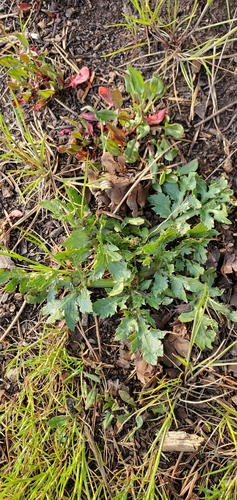 Purple Black-snakeroot foliage