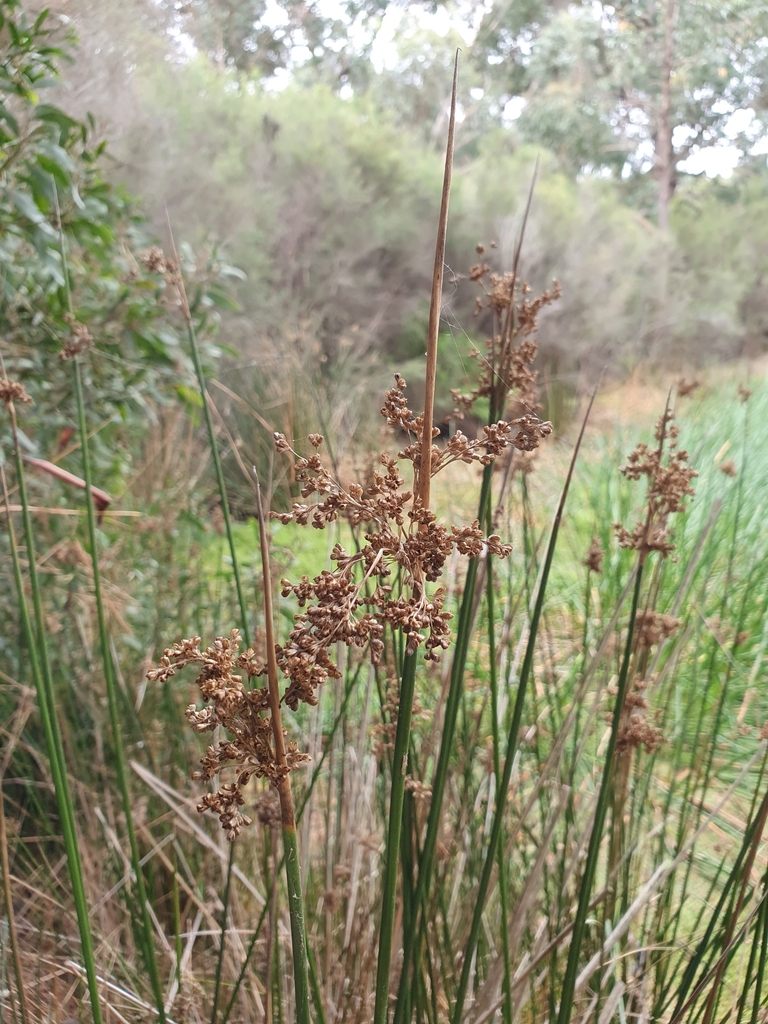 rushes from Bellbrae VIC 3228, Australia on April 28, 2023 at 02:09 PM ...