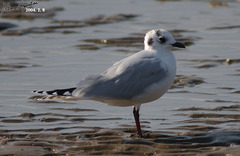 Saundersilarus saundersi