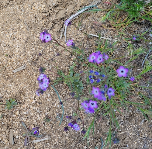 Image of Gilia brecciarum by no rights reserved
