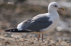 Larus fuscus heuglini
