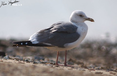 Larus fuscus heuglini