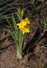 Hypoxis costata