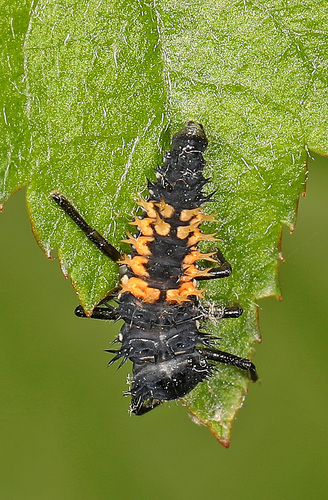 Asian Lady Beetle photographed in Virginia