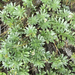 Heliotropium anomalum