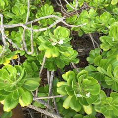 Scaevola taccada taccada