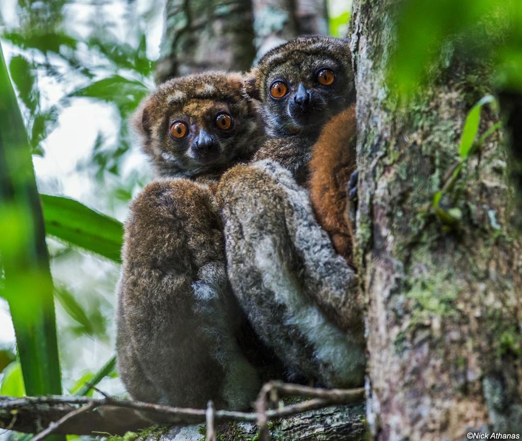 Eastern Woolly Lemur