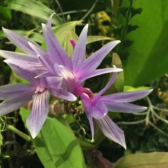 Dendrobium ceraula