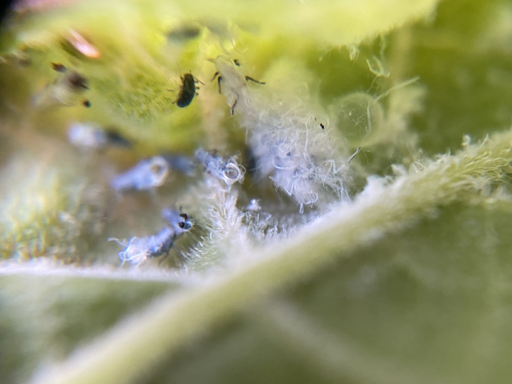 leafcurl ash aphid from Central Park, New York, NY, US on April 27 ...