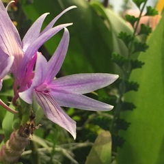 Dendrobium ceraula