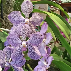 Vanda