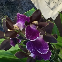 Zygopetalum