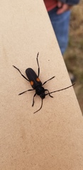 Tragidion coquus