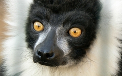 Black-And-White Ruffed Lemur photo 5