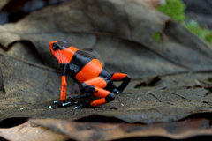 Lehmann's Poison Frog photo 2