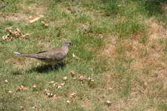 Columbina inca image