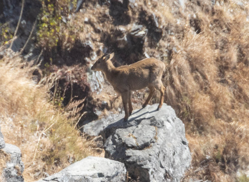 Himalayan Goral