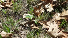 Callophrys
