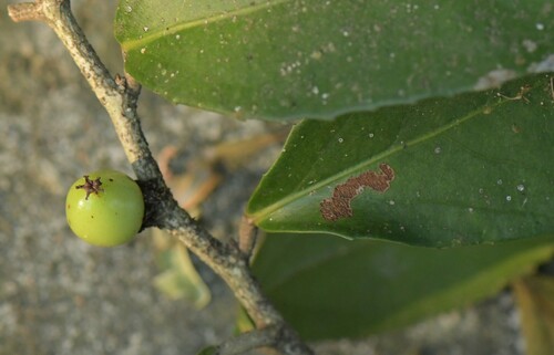 River Thornpear (Scolopia stolzii)