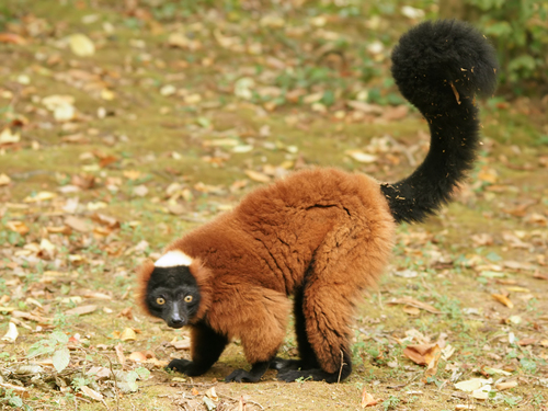 Red Ruffed Lemur