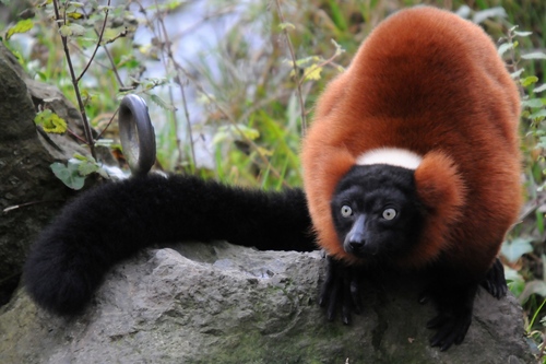 Red Ruffed Lemur