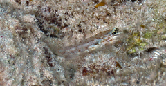 Coryphopterus dicrus