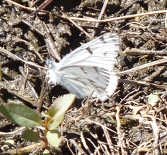 Pontia sisymbrii