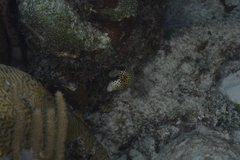 Lactophrys bicaudalis