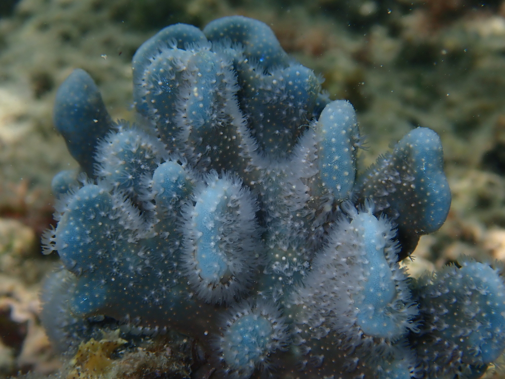 Photo of Blue coral (Heliopora coerulea)
