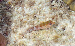 Malacoctenus triangulatus