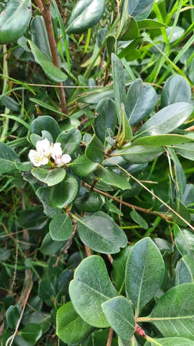 Rhaphiolepis umbellata