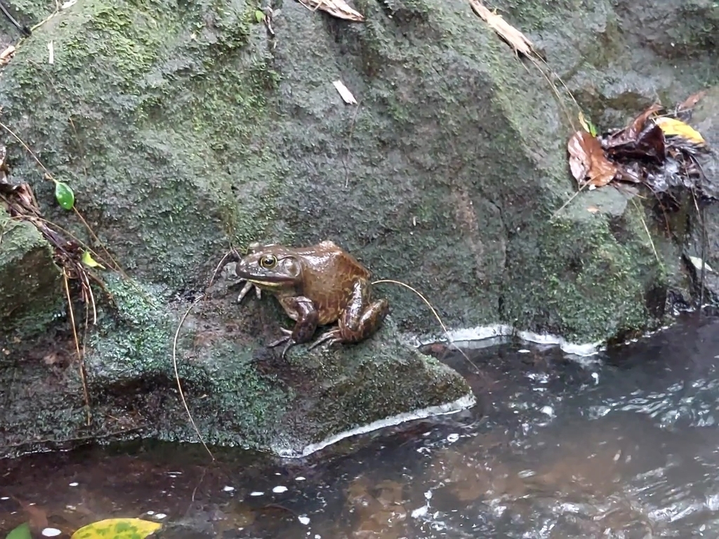 American Bullfrog from Nuuanu Punchbowl, Honolulu, HI, USA on April 27, 2023 at 1236 PM by