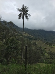 Ceroxylon quindiuense