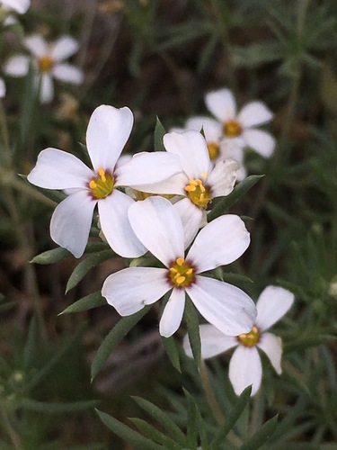 Image of Leptosiphon pachyphyllus by (c) Adam J. Searcy, some rights reserved (CC BY)