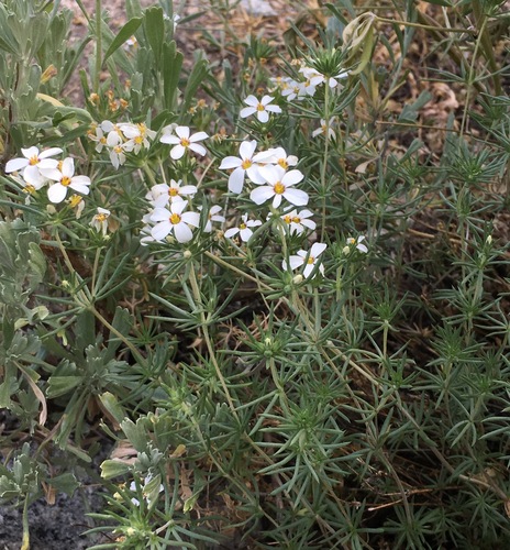 Image of Sierra Linanthus (Leptosiphon pachyphyllus) by (c) Adam J. Searcy, some rights reserved (CC BY)