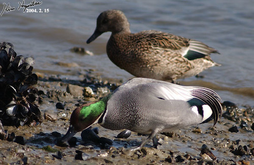 Falcated Duck