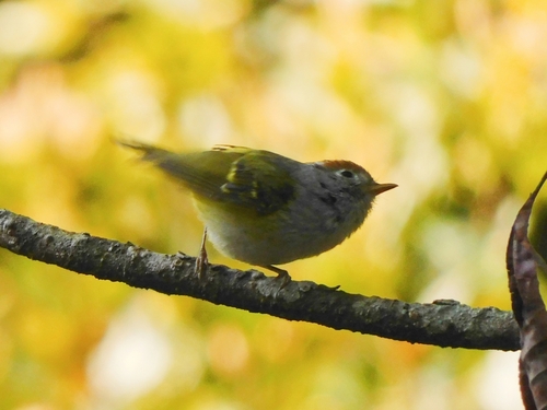 Chestnut-crowned Warbler (Phylloscopus castaniceps), photo 8