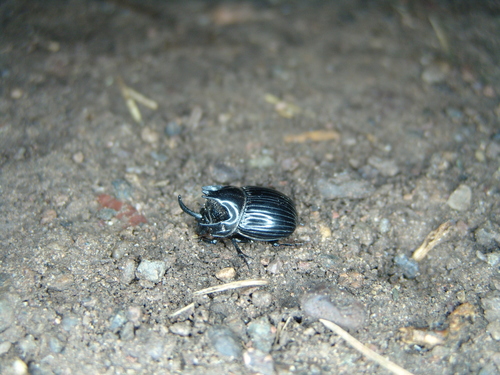 Copris arizonensis photo 2