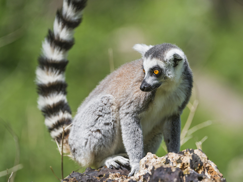 Ring-tailed Lemur