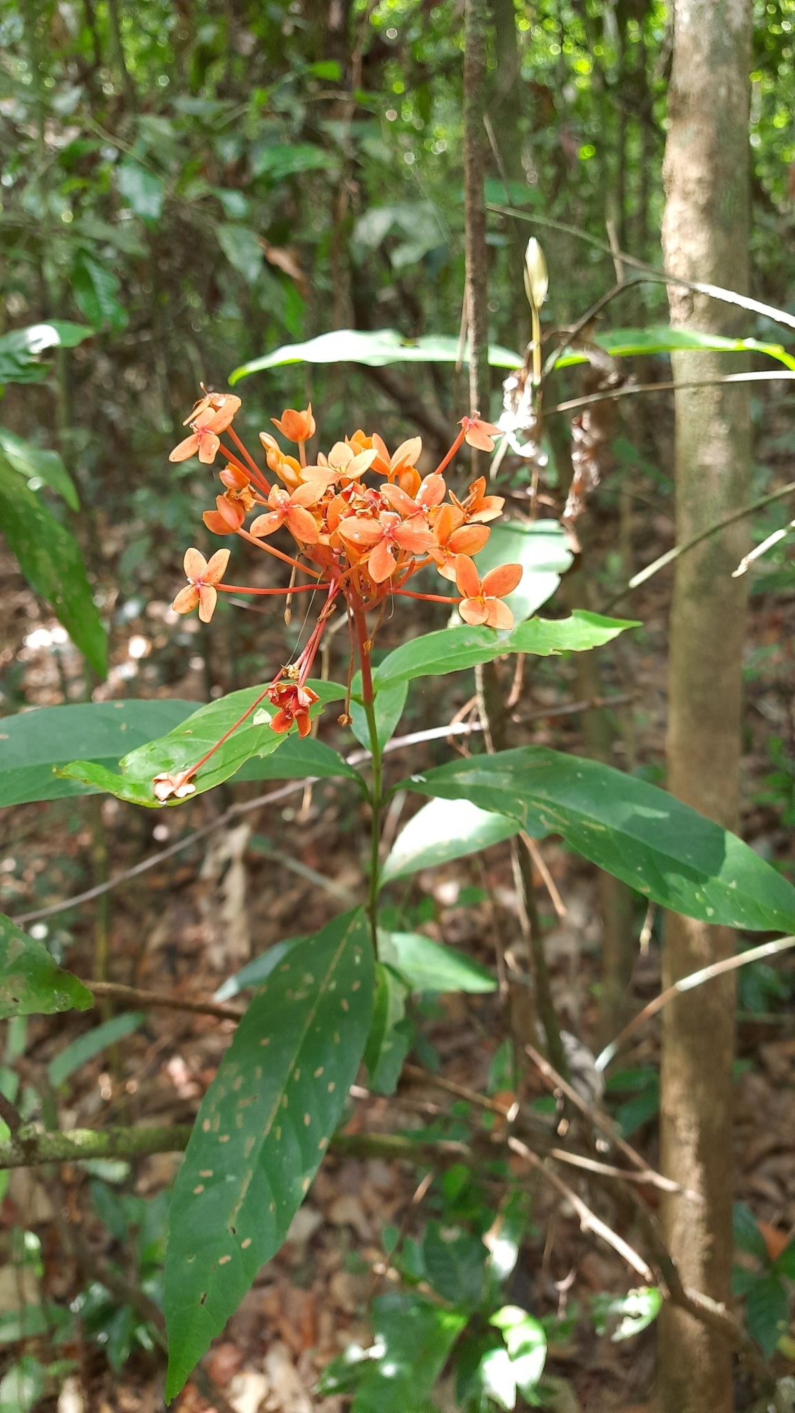 Imagem de Ixora-vermelha