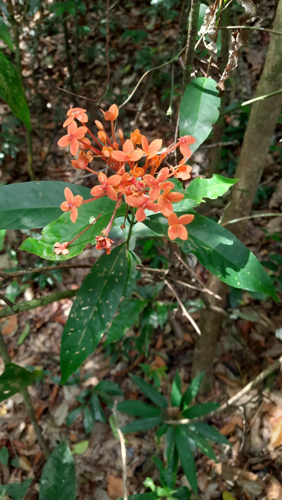 Imagem de Ixora-vermelha