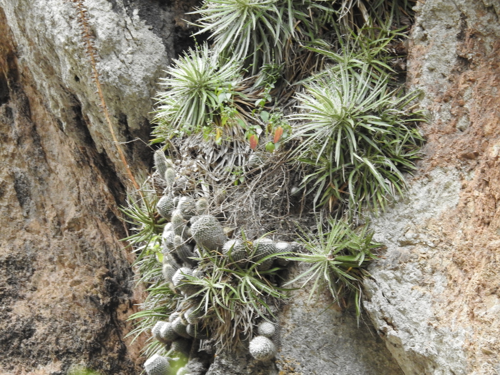 Agave microceps