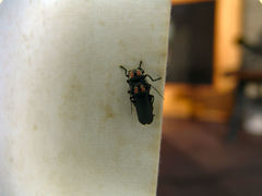 Discodon bipunctatum