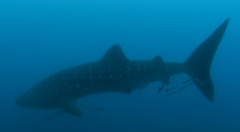 Whale Shark