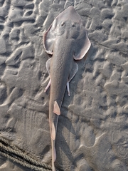 Widenose Guitarfish photo 4
