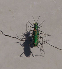 Ellipsoptera marutha