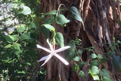 Jasminum multipartitum