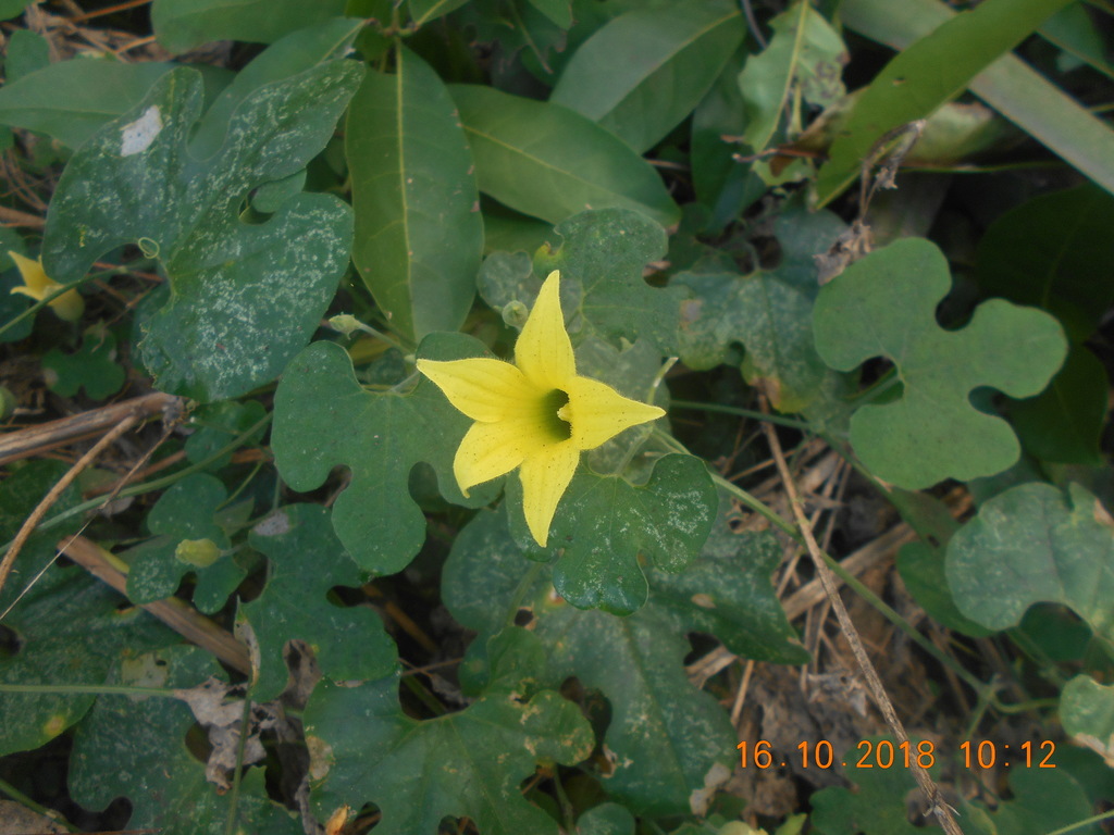 Schizocarpum reflexum