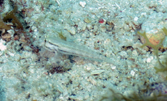 Gnatholepis thompsoni