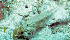 Gnatholepis thompsoni
